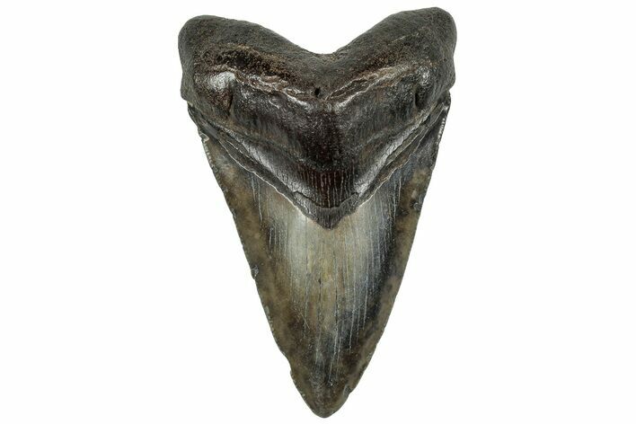Colorful, Fossil Megalodon Tooth - South Carolina #321808